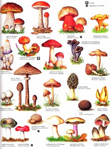 Liste Champignons Comestibles Liste Champignons Comestibles